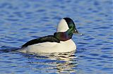 Bufflehead